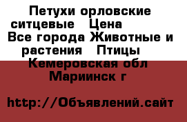 Петухи орловские ситцевые › Цена ­ 1 000 - Все города Животные и растения » Птицы   . Кемеровская обл.,Мариинск г.